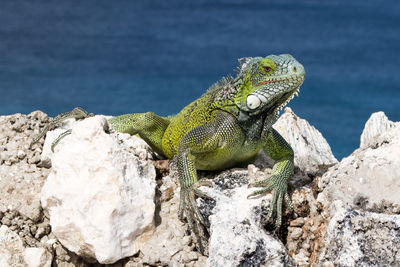 Close-up of lizard on rock by sea