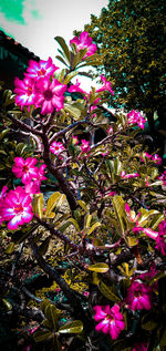 Close-up of pink flowering plant