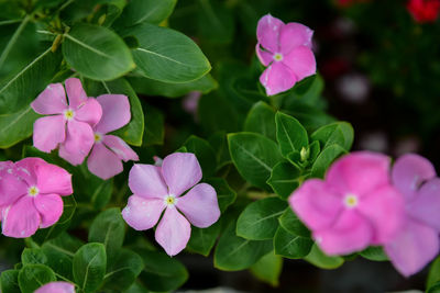 Close-up of pink flowering plant