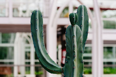 Myrtillocactus geometrizans, it is a large shrubby cactus, with candelabra-like branching 