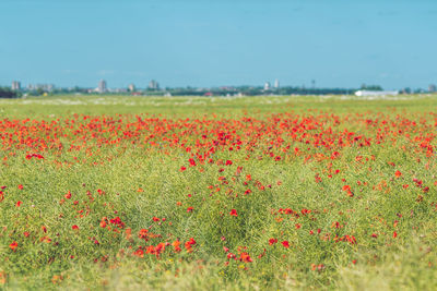 Close-up of red flowers growing in field