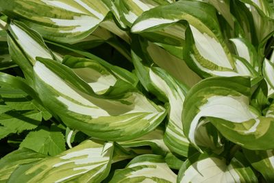 Hosta leaves 