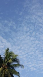 Low angle view of palm tree