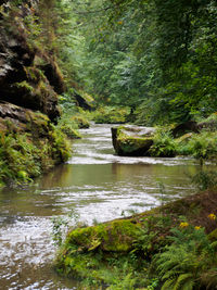 Scenic view of river amidst trees in forest