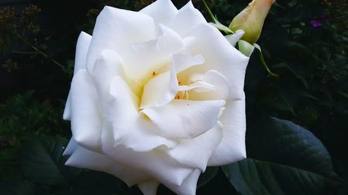 Close-up of white flowers