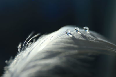 Close-up of water drops