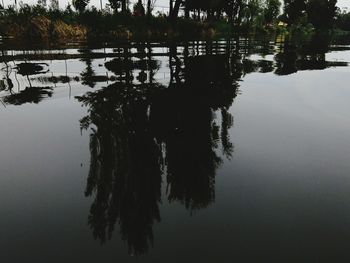 Reflection of trees in water