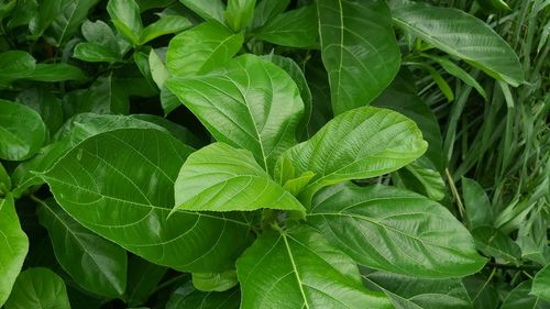 Full frame shot of fresh green leaves