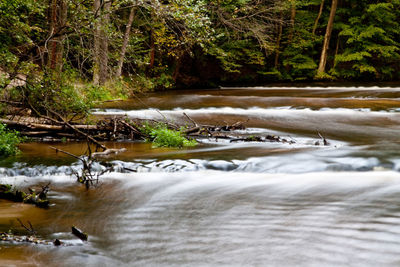 Scenic view of river stream amidst trees in forest