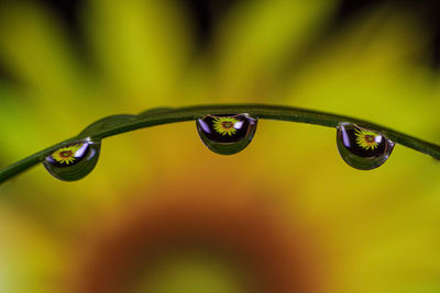 Close-up of water drops on plant