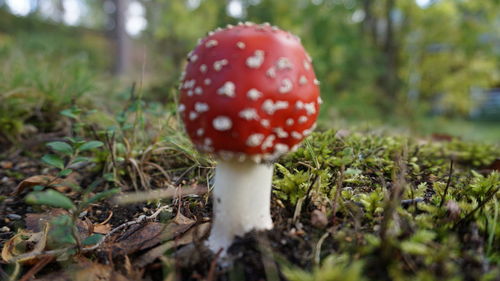 Close-up of mushroom growing on field