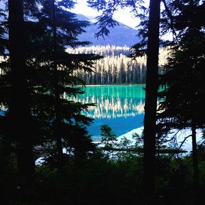 Scenic view of lake against trees in forest