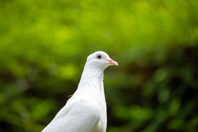 Close-up of bird