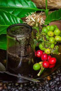 Close-up of fruits on plant