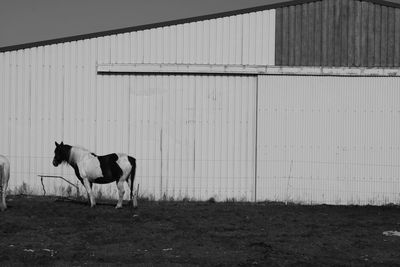 Dog standing on field against sky