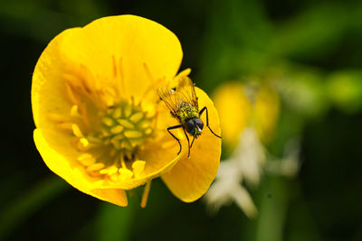 Close-up of insect on yellow flower