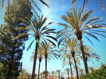 Low angle view of palm trees against sky