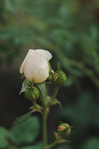 Close-up of white flowering plant