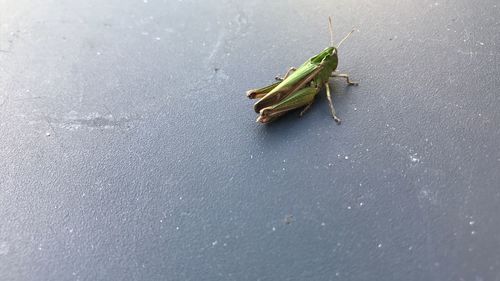 High angle view of insect on leaf