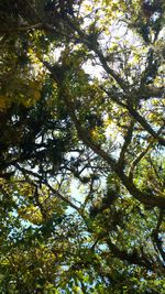 Low angle view of trees against sky