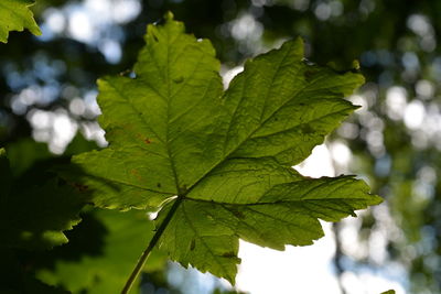 Close-up of leaves against blurred background