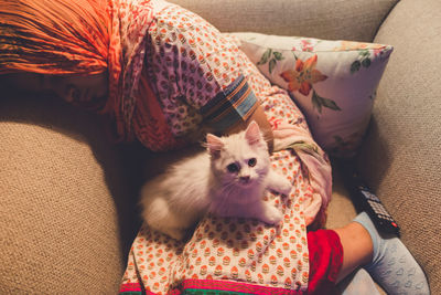 High angle view of cat on sofa at home