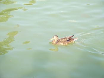 High angle view of duck swimming in lake