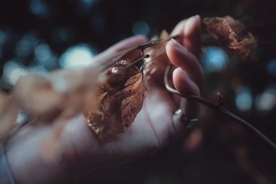 Close-up of hand holding dry leaf