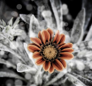 Close-up of flower blooming outdoors