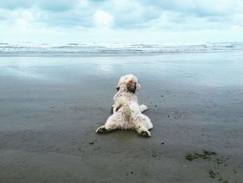 Dog resting at beach against sky