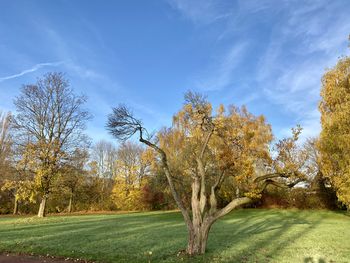 Trees on field against sky during autumn