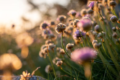 Close-up of purple flowering plant on field