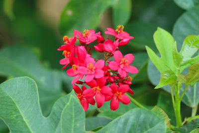 Close-up of pink flowering plant
