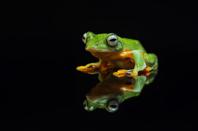 Close-up of frog against black background