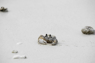 Close-up of shells on the beach