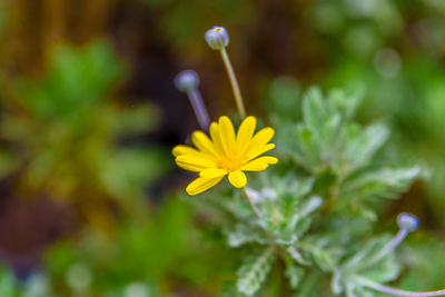 Close-up of yellow flowering plant