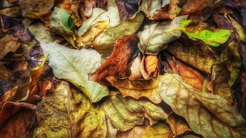 Full frame shot of dry autumn leaves