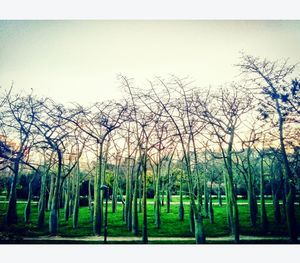 Bare trees against sky