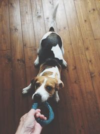 Close-up of person holding dog