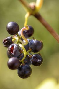 Close-up of grapes growing on tree