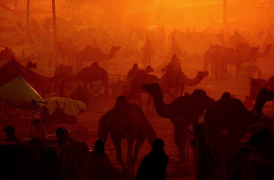 People and camels at market