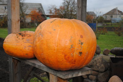 Close-up of pumpkin on tree during halloween