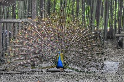 Peacock on a field