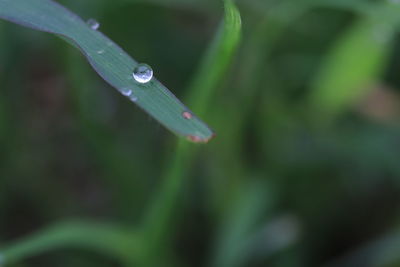 Close-up of water drops on leaf