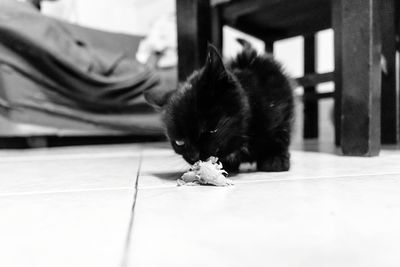 Close-up of cat sitting on floor