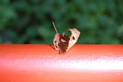 Close-up of dry leaf on railing