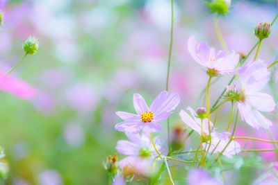 Close-up of pink cosmos flowers