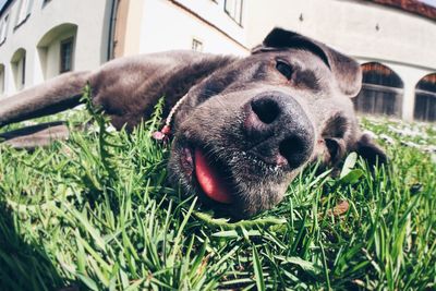 Close-up portrait of dog relaxing on grassy field