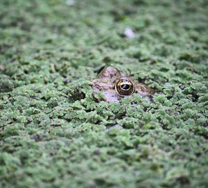 Close-up of frog amidst duckweed in lake