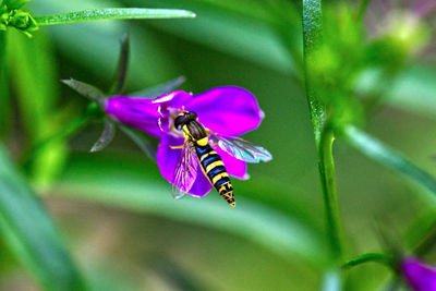 Close-up of hoverfly pollinating on purple flower